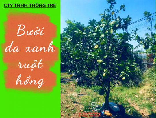 Bưởi da xanh ruột hồng