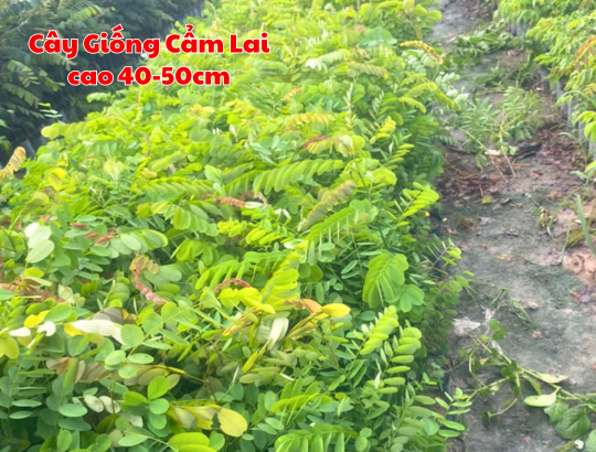 Cây giống Cẩm Lai 40-50cm