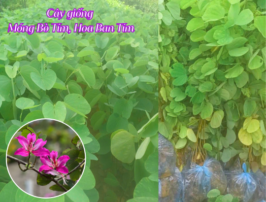cây giống Móng Bò Tím, Ban Tím, Ban Hoàng Hậu