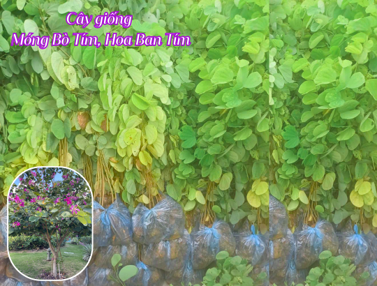 cây giống Móng Bò Tím, Ban Tím, Ban Hoàng Hậu