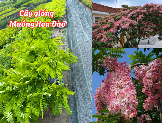 Cây giống Muồng Hoa Đào (bọ cạp hồng, osaka hồng, muồng anh đào, phượng hồng)