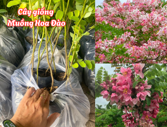 Cây giống Muồng Hoa Đào (bọ cạp hồng, osaka hồng, muồng anh đào, phượng hồng)