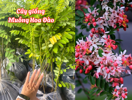 Cây giống Muồng Hoa Đào (bọ cạp hồng, osaka hồng, muồng anh đào, phượng hồng)