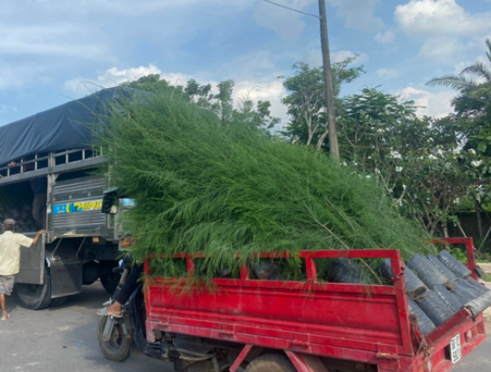 Cây phi lao (cây dương)