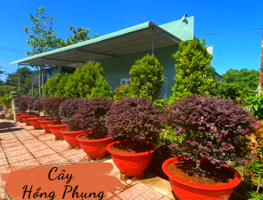 Cây hồng phụng