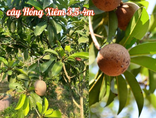 Cây Hồng Xiêm (Xa Pô Chê, lồng mứt, sapoche)