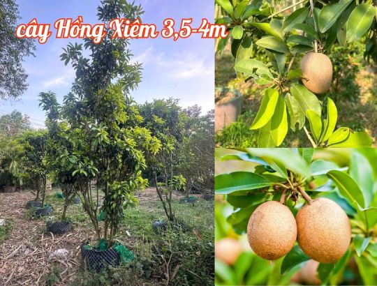 Cây Hồng Xiêm (Xa Pô Chê, lồng mứt, sapoche)