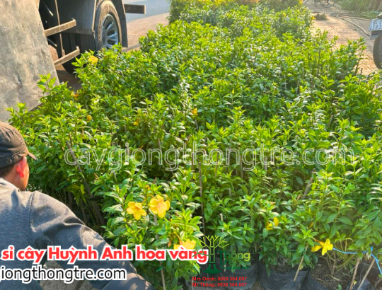 Cây Huỳnh Anh lá nhỏ