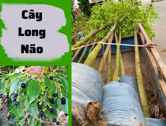 cây long não