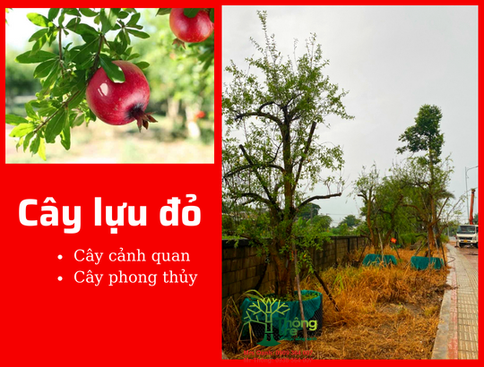 Cây lựu đỏ