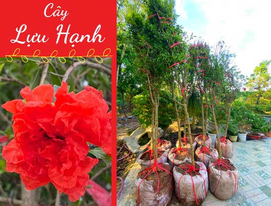 Cây lựu hạnh hoa kép