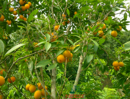 Cây thanh trà