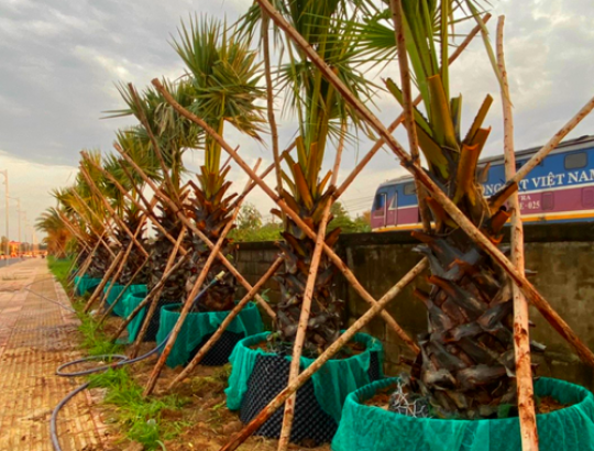 Cây thốt nốt