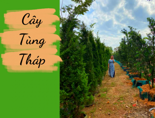 Cây tùng tháp