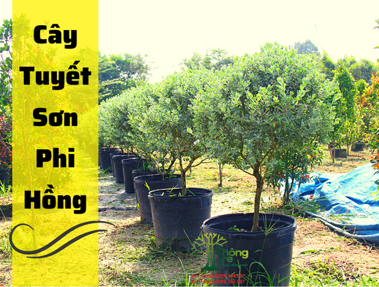 Cây Tuyết Sơn Phi Hồng