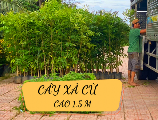 Cây xà cừ