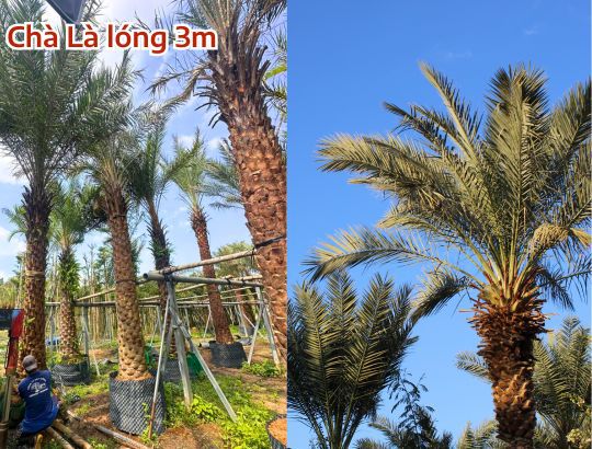 Chà Là lóng 3m