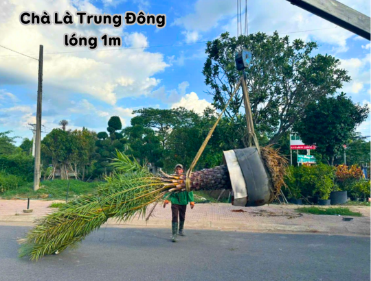 Chà Là Trung Đông lóng 1m