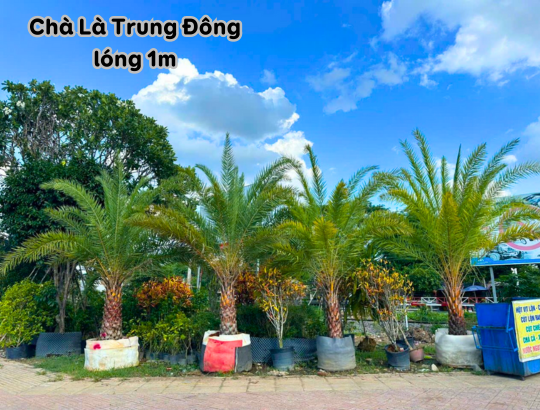 Chà Là Trung Đông lóng 1m