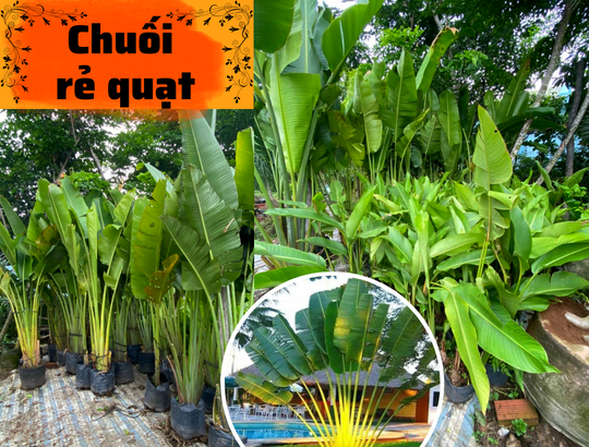 Cây chuối rẻ quạt