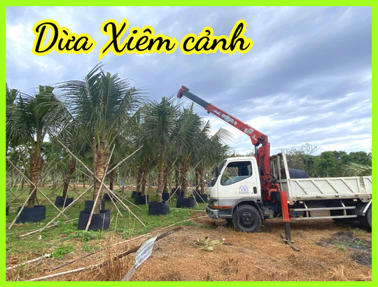 Cây dừa xiêm