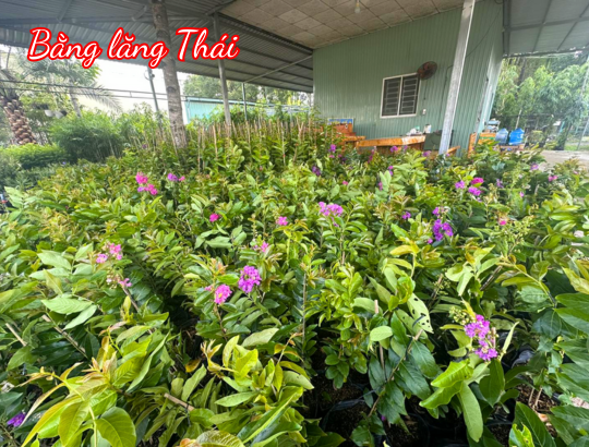 Cây giống Bằng Lăng Thái