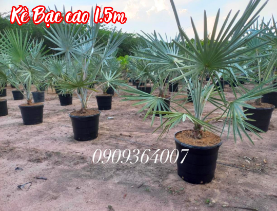 Cây Kè Bạc (Cọ Bạc) cao 1.5m trồng chậu