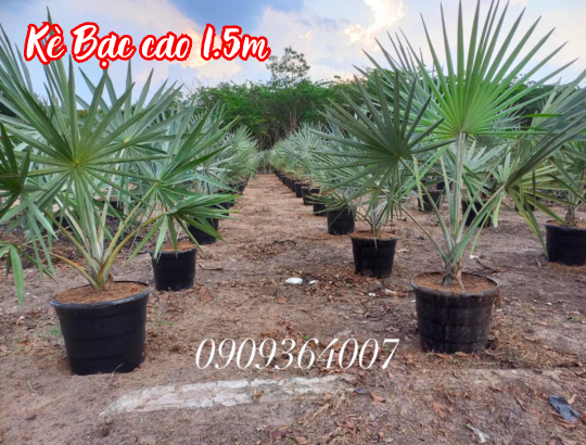 Cây Kè Bạc (Cọ Bạc) cao 1.5m trồng chậu