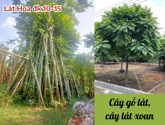 Cây Lát hoa đường kính 10 - 15cm