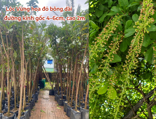 Lộc Vừng hoa đỏ đường kính 6cm