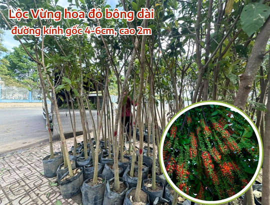 Lộc Vừng hoa đỏ đường kính 6cm