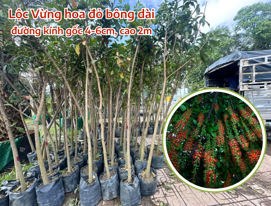 Lộc Vừng hoa đỏ đường kính 6cm