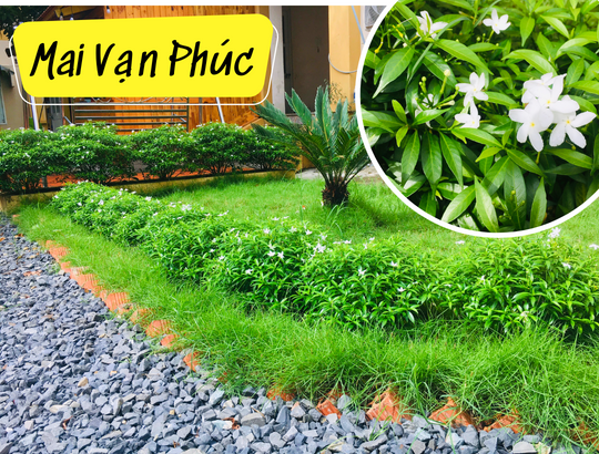 Cây mai vạn phúc