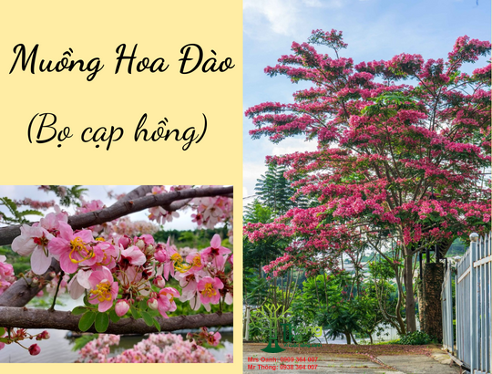 Cây Muồng hoa đào (Phượng hồng)