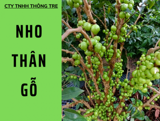 Cây nho thân gỗ