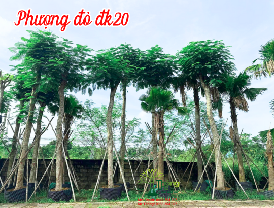 Cây Phượng Đỏ dk 20