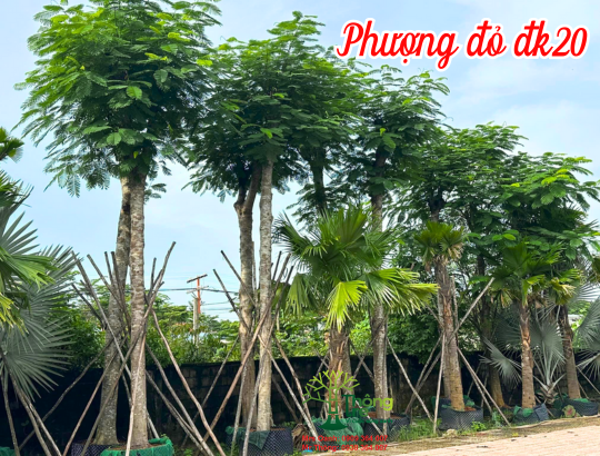 Cây Phượng Đỏ dk 20