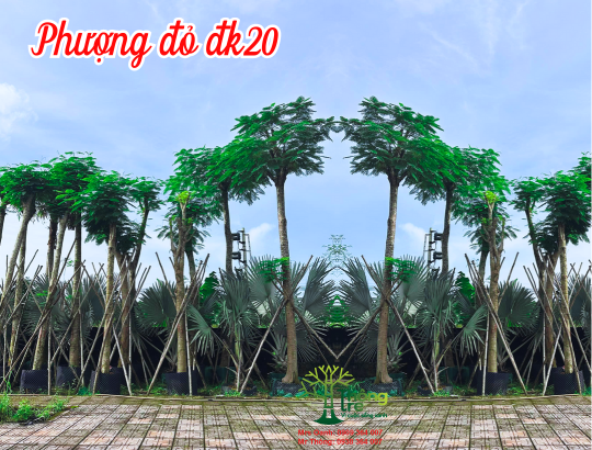 Cây Phượng Đỏ dk 20