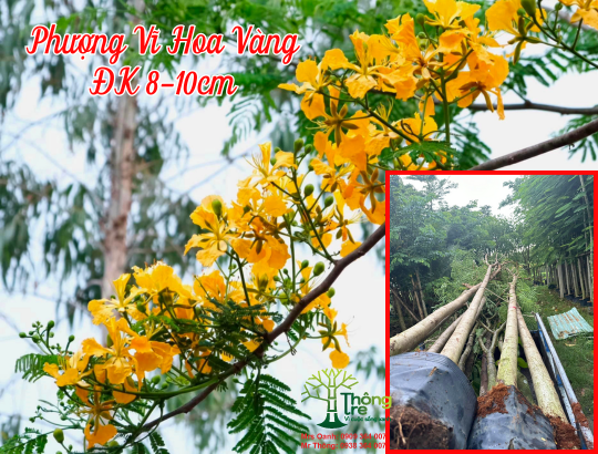 Cây Phượng Vỹ hoa vàng đk 8-10 (phượng vàng)