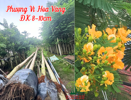 Cây Phượng Vỹ hoa vàng đk 8-10 (phượng vàng)