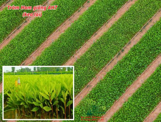 Tràm Hom Giống AH7