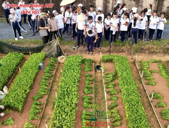 Tràm Hom Giống AH7
