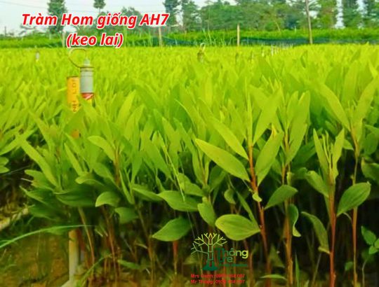 Tràm Hom Giống AH7