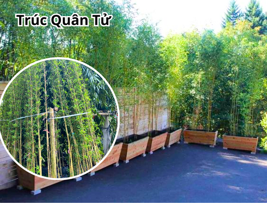 Cây Trúc Quân Tử