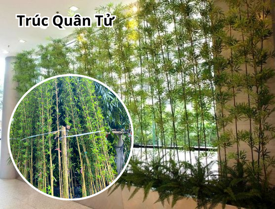 Cây Trúc Quân Tử