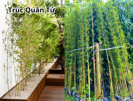 Cây Trúc Quân Tử