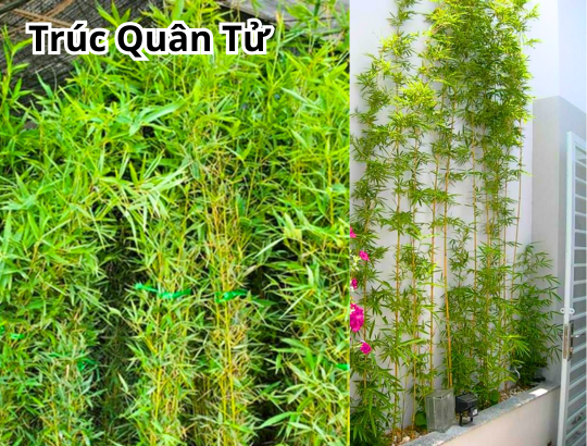 Cây Trúc Quân Tử