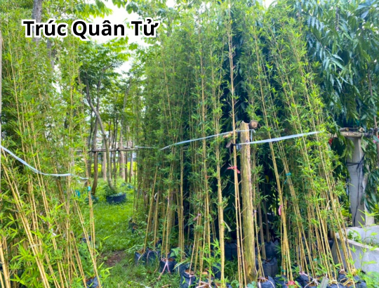 Cây Trúc Quân Tử