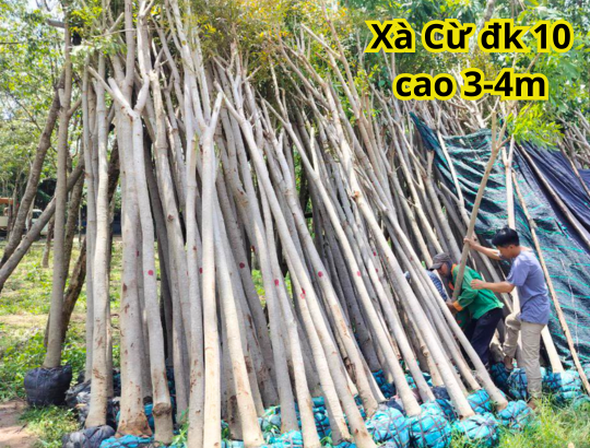 Xà Cừ ĐK10, cao 3-4m